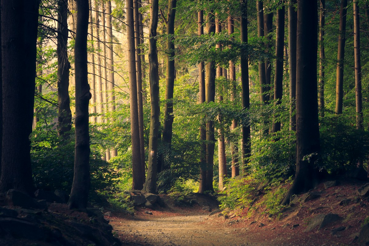 Natural sunlight falling across a quiet woodland
